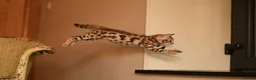 Bengal cats for sale: Registered pedigree bengal kittens - Advert 25