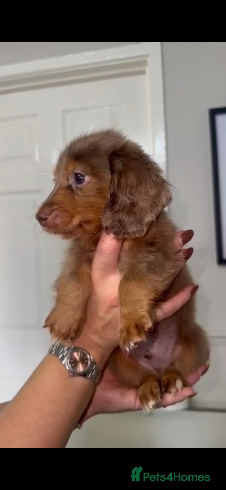 Miniature Dachshund dogs Beautiful miniature dachshunds💗💗💗🩵🩵 - Advert 17