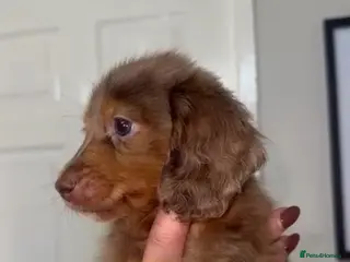 Miniature Dachshund dogs Beautiful miniature dachshunds💗💗💗🩵🩵 - Advert 3
