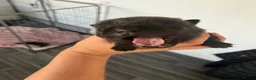 Shar Pei dogs for sale: Shar pei puppys  - Advert 5