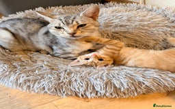 Mixed Breed cats for sale: Beautiful Kittens for sale  - Image 2