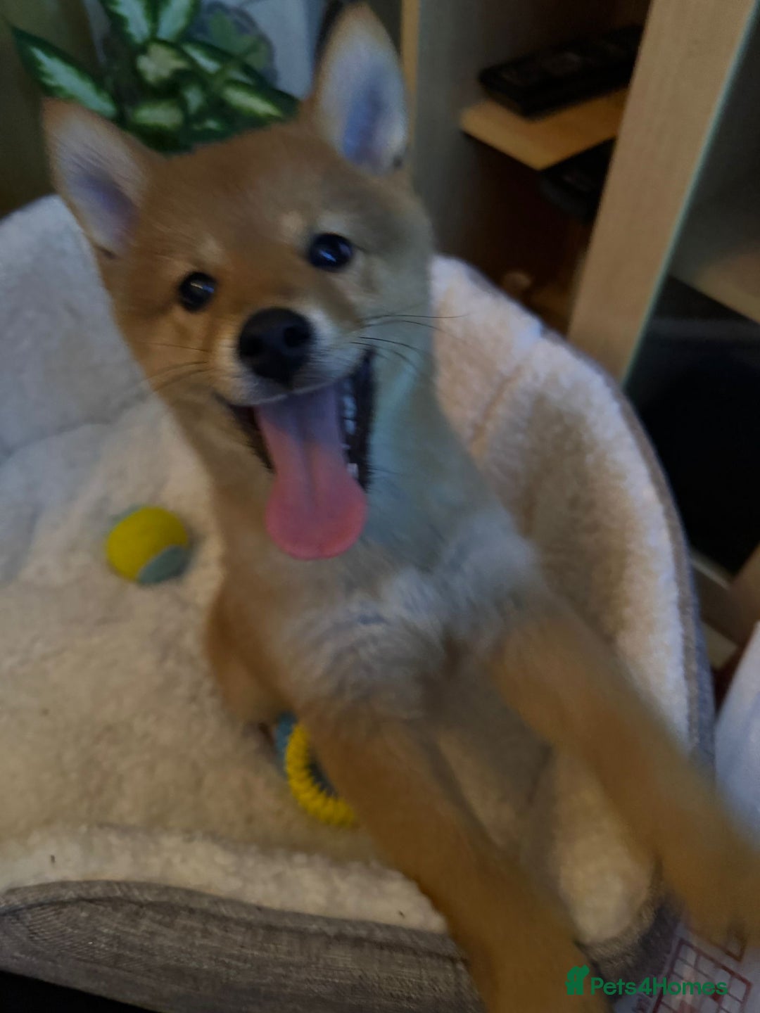 Mixed Breed dogs for sale: Beautiful 7 month old Pomshi hybrid  - Image 20