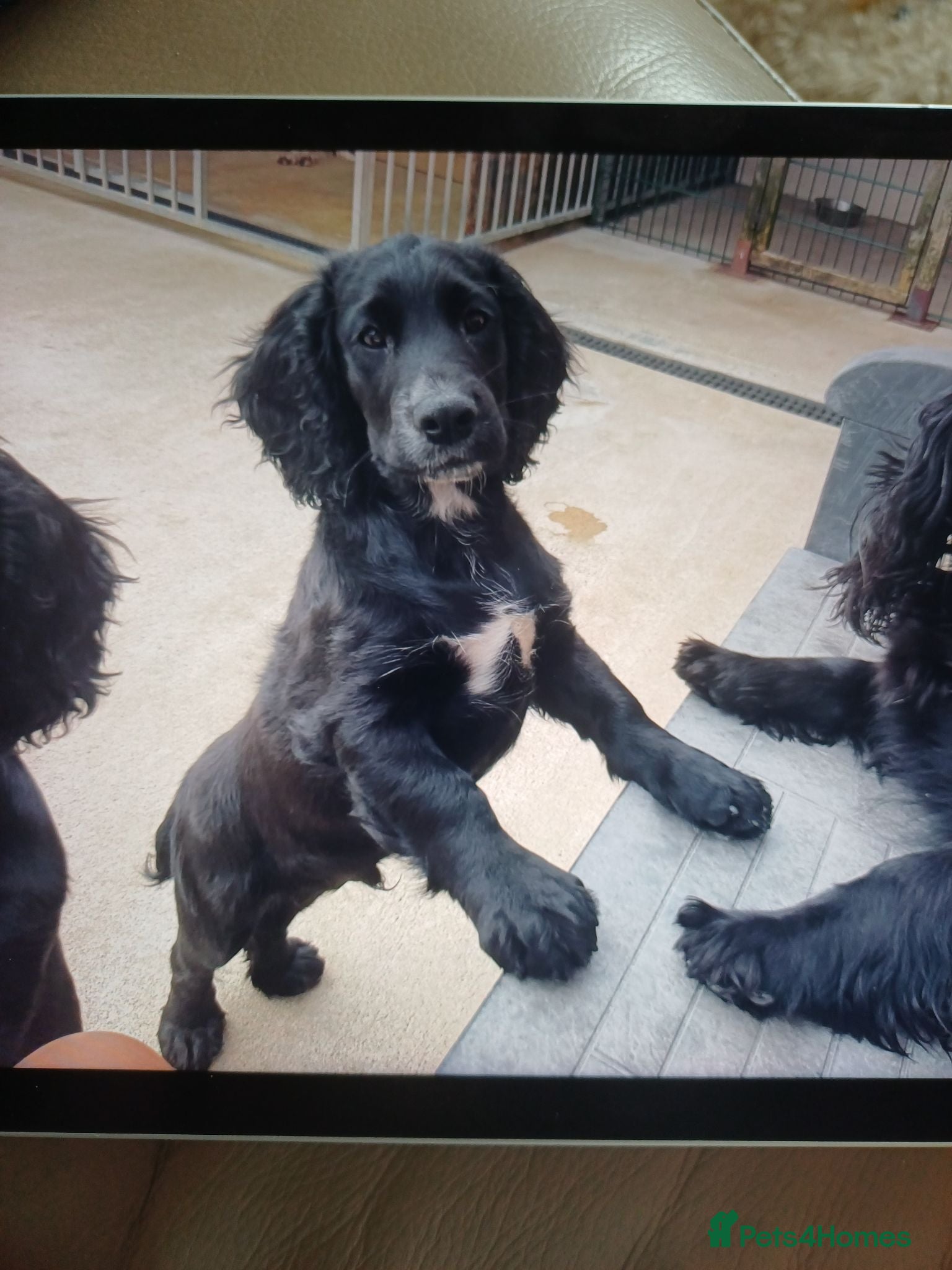 Cocker Spaniel dogs 1 MALE  COCKER AVAILABLE  - Advert 6