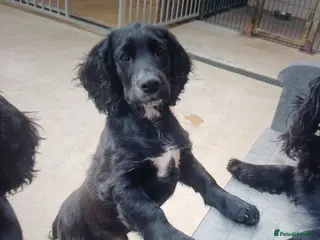 Cocker Spaniel dogs EXCELLENT BRED WORKING COCKER MALE - Advert 4