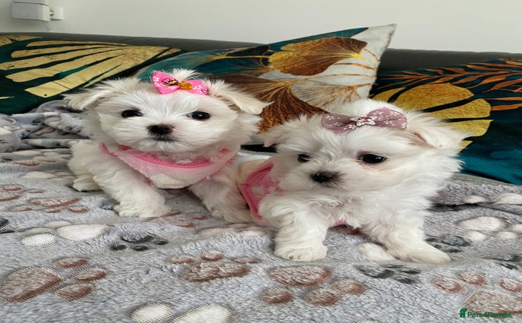 Maltese dogs - Advert 5