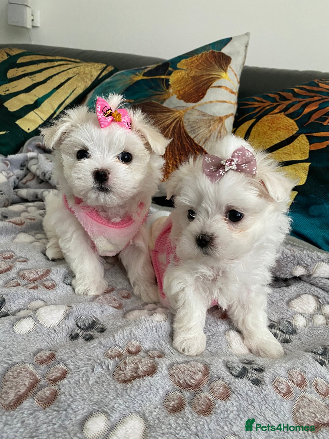 Maltese dogs for sale: 🌟KC STUNNING half-Korean Maltese puppies 🌟 - Image 1
