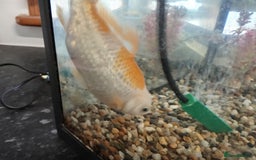 Goldfish fish for sale: Goldfish for sale - Image 2