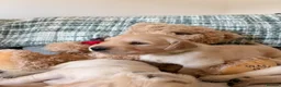 Golden Retriever dogs for sale: Golden Retriever Puppies in Carmarthen - Advert 6