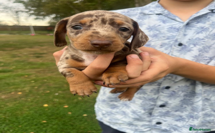 Miniature Dachshund dogs - Advert 4