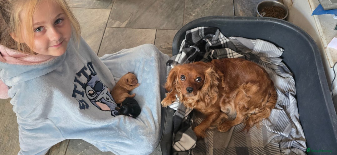 Mixed Breed dogs for sale: Cavajack - Image 1