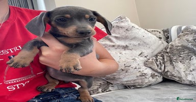 Dachshund dogs - Advert 11