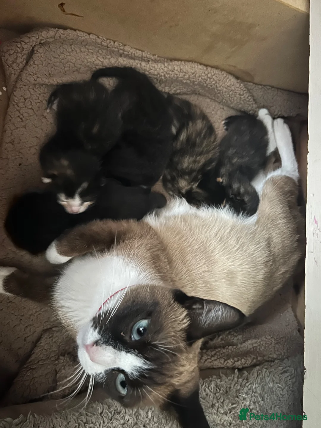 Mixed Breed cats for sale: 5 Mixed Bengal Kittens  in Bristol - Advert 20