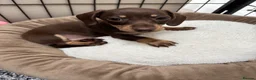 Miniature Dachshund dogs for sale: Ready now. Miniature dachshund puppies KC reg  - Advert 3