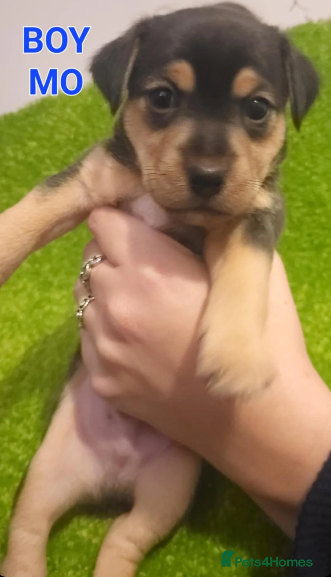 Jack Russell dogs for sale: Beautiful jack russel puppies - Advert 16