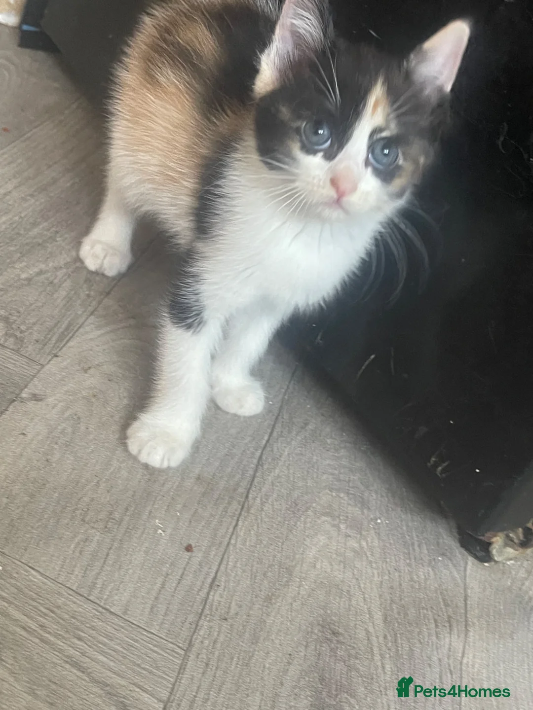 Ragdoll cats for sale: stunning doll face persian cross ragdoll  - Advert 14