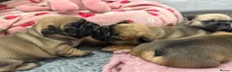 French Bulldog dogs for sale: TOP QUALITY KC REG FRENCH BULLDOG PUPPIES(HEALTHT) - Advert 10