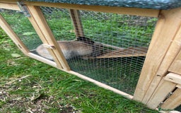 Mini Lop rabbits for sale: 2 male mini lop rabbits 13weeks old - Image 5