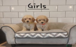Poochon dogs for sale: Poochon puppies 🥰 - Image 6