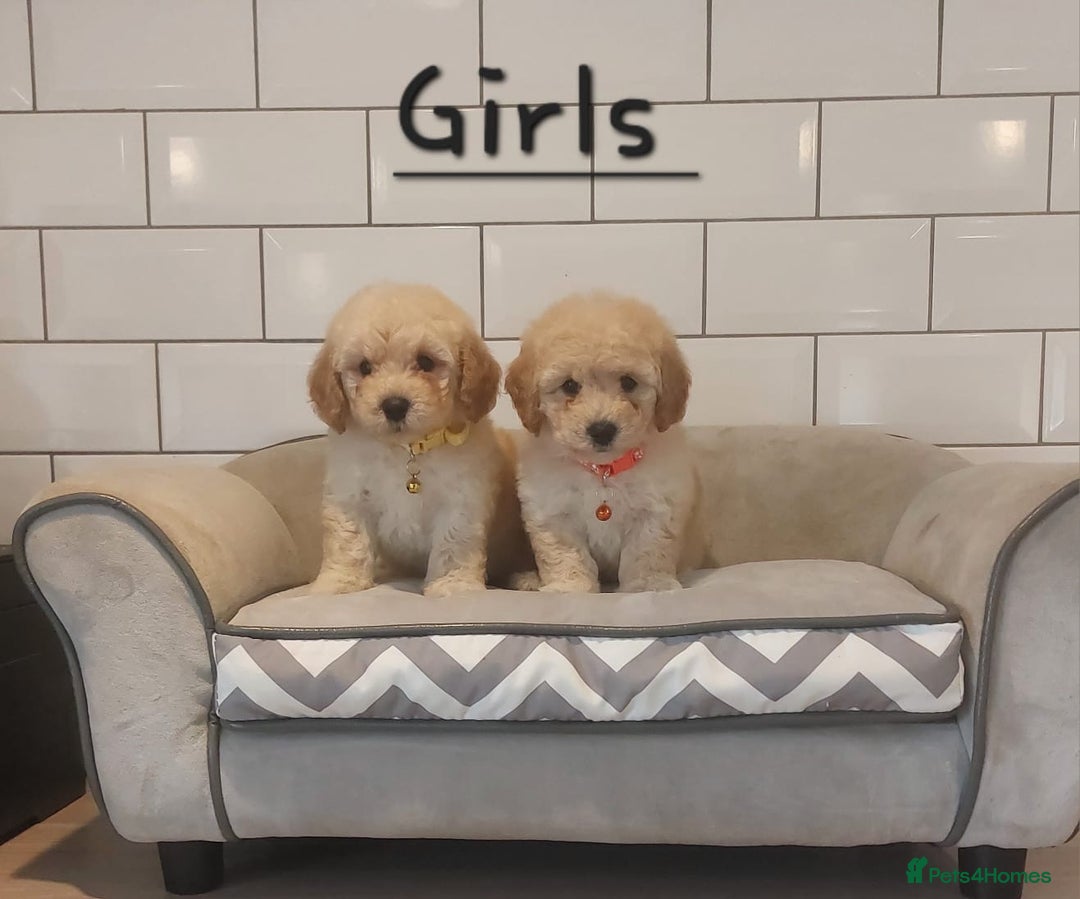 Poochon dogs for sale: Poochon puppies 🥰 - Image 6