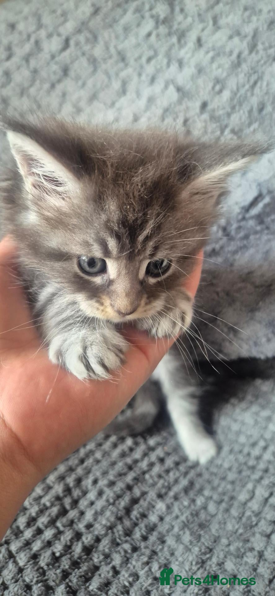 Maine Coon cats Beautiful Maine Coon Kittens  - Advert 2