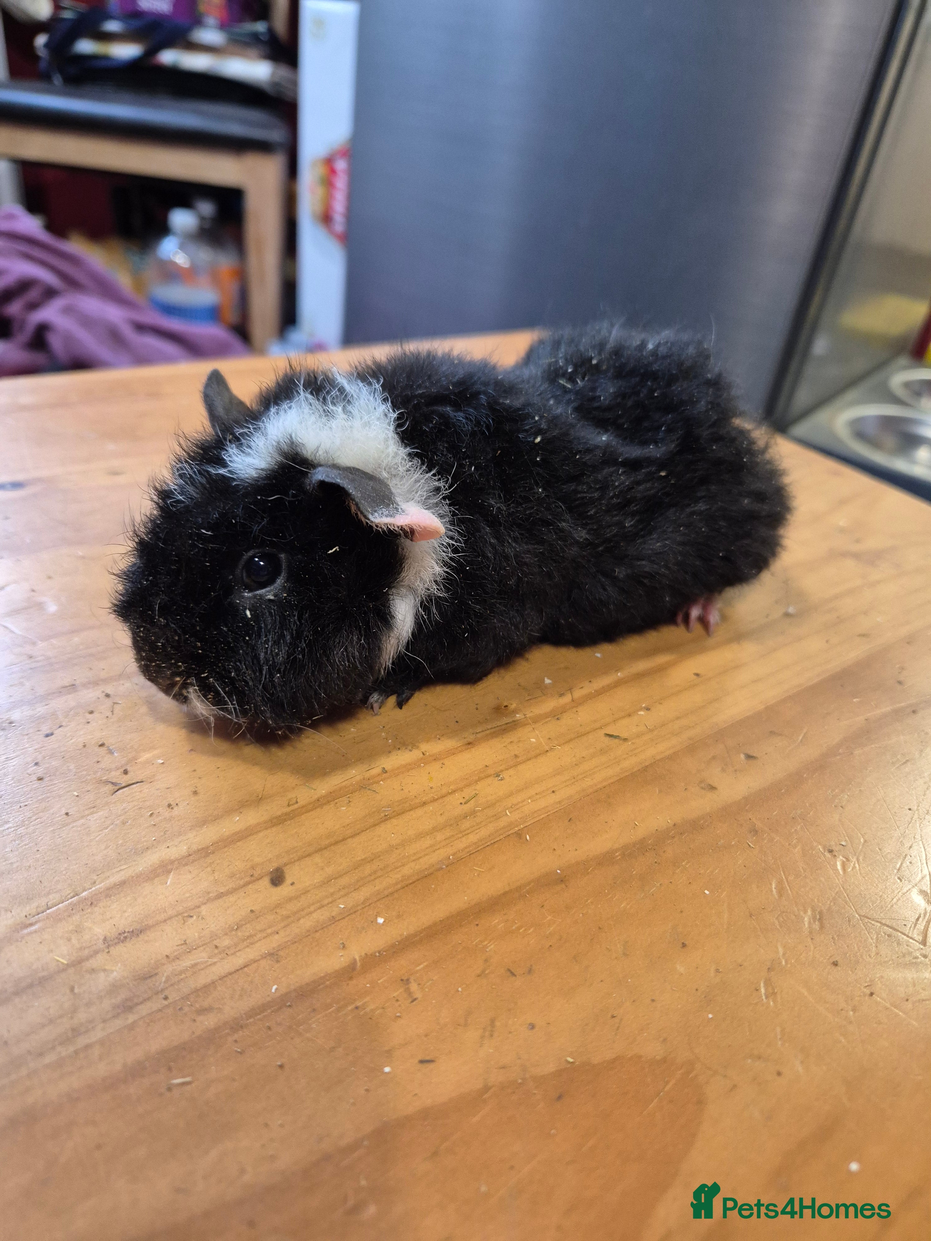 Guinea Pig rodents  Two Male guinea pigs  - Advert 22