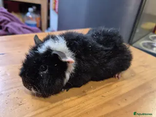 Guinea Pig rodents Two Male guinea pigs - Advert 22