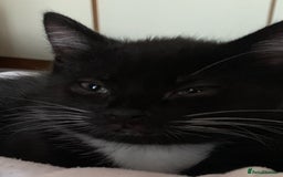 Mixed Breed cats for sale: Ragdoll, Russian blue & tuxedo kitten - Image 4