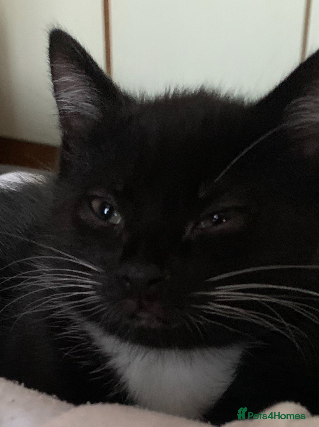 Mixed Breed cats for sale: Ragdoll, Russian blue & tuxedo kitten - Image 4
