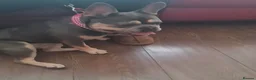 French Bulldog dogs for sale: French Bull Dog Puppies! - Advert 10