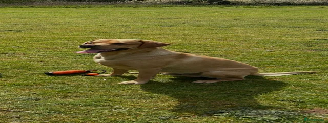 Ben