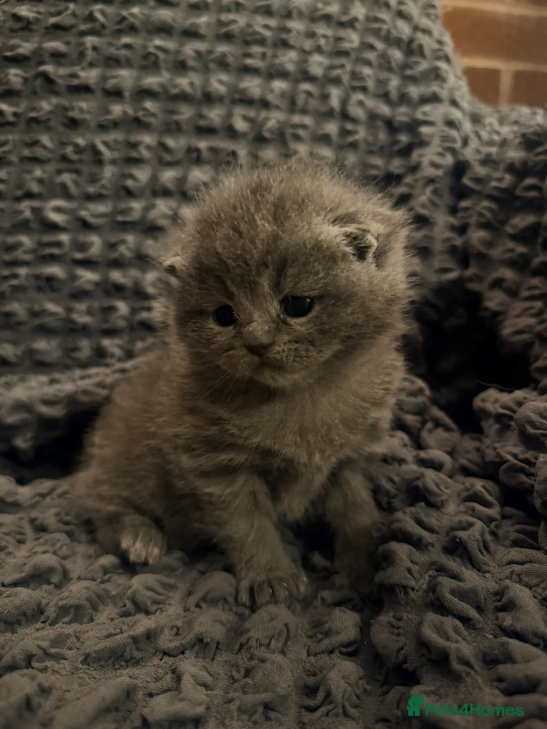 British Shorthair cats for sale: ❤️❤️❤️ Ready for booking.❤️❤️❤️ - Advert 11