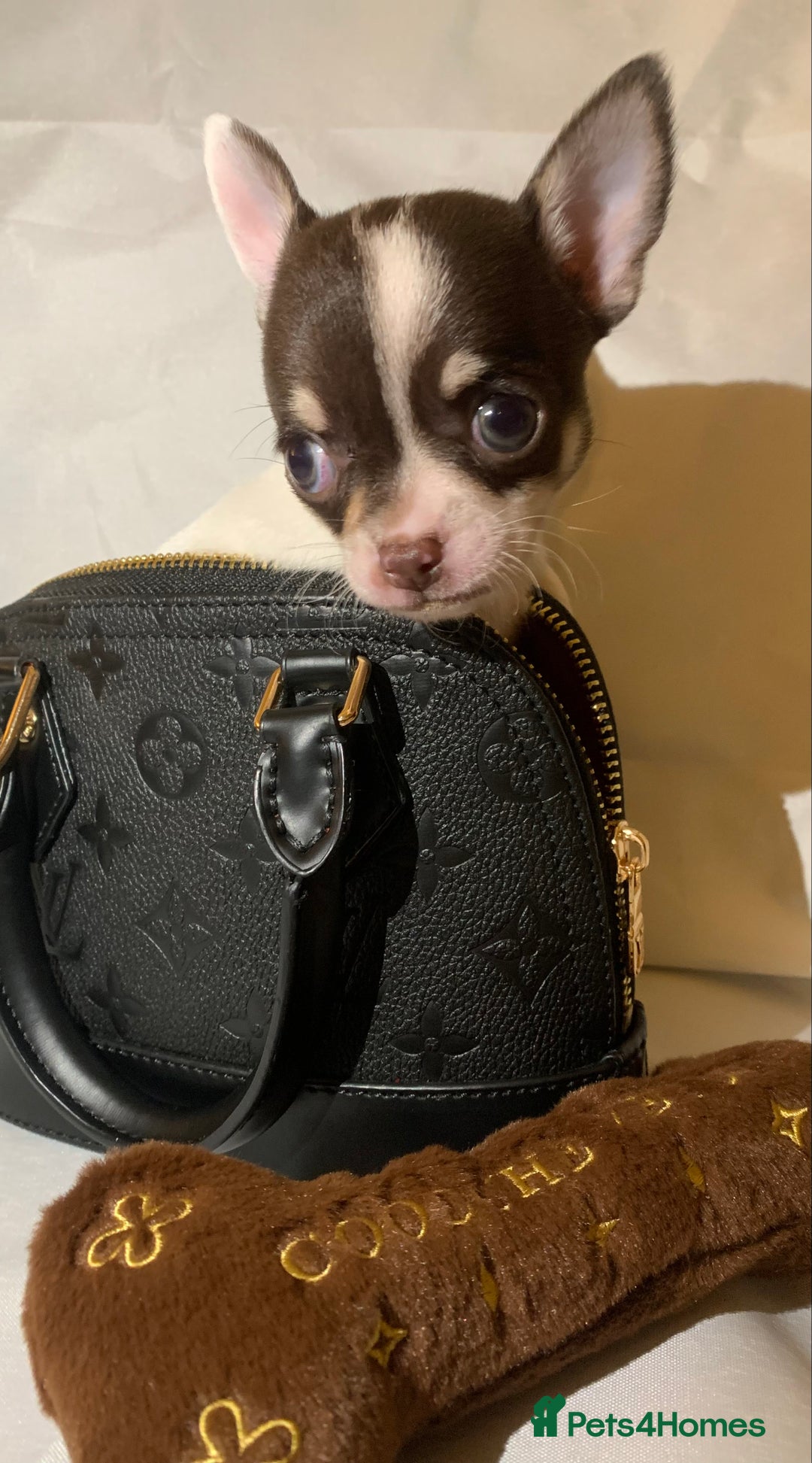 Chihuahua dogs for sale: Very tiny t cup boy ready for forever home  - Image 1