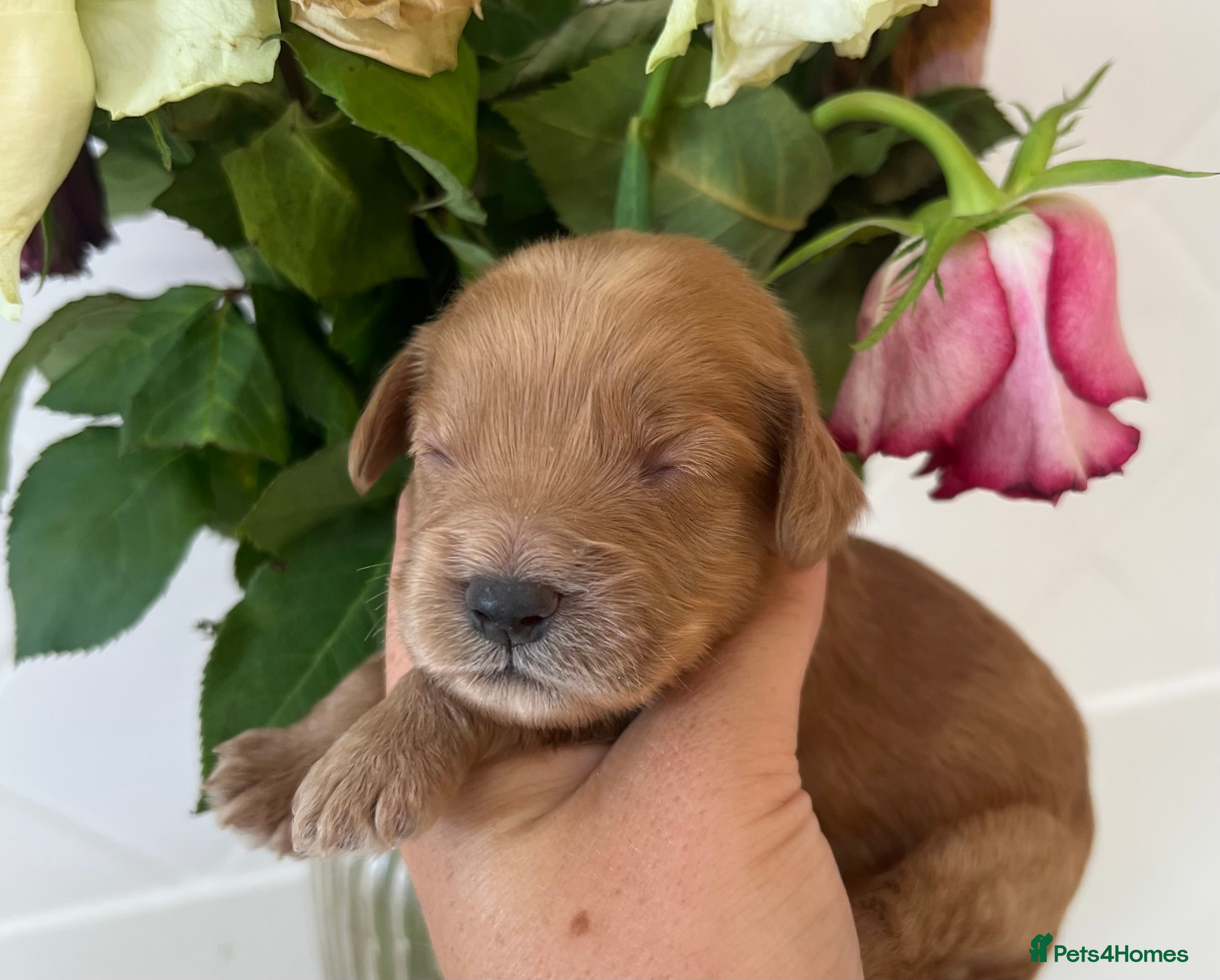 Cockapoo dogs *** Stunning F1 Homebred Cockapoo Babies*** - Advert 2