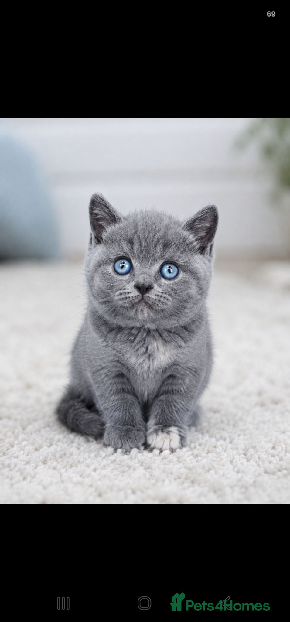 British Shorthair cats GCCF/TICA registered beautiful litter - Advert 1