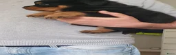 Rottweiler dogs for sale: Outstanding full German champion pedigree puppies  in Solihull - Advert 19