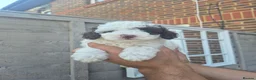 Cockapoo dogs for sale: Beautiful F1BB rare curly cockapoo's for sale  - Advert 18