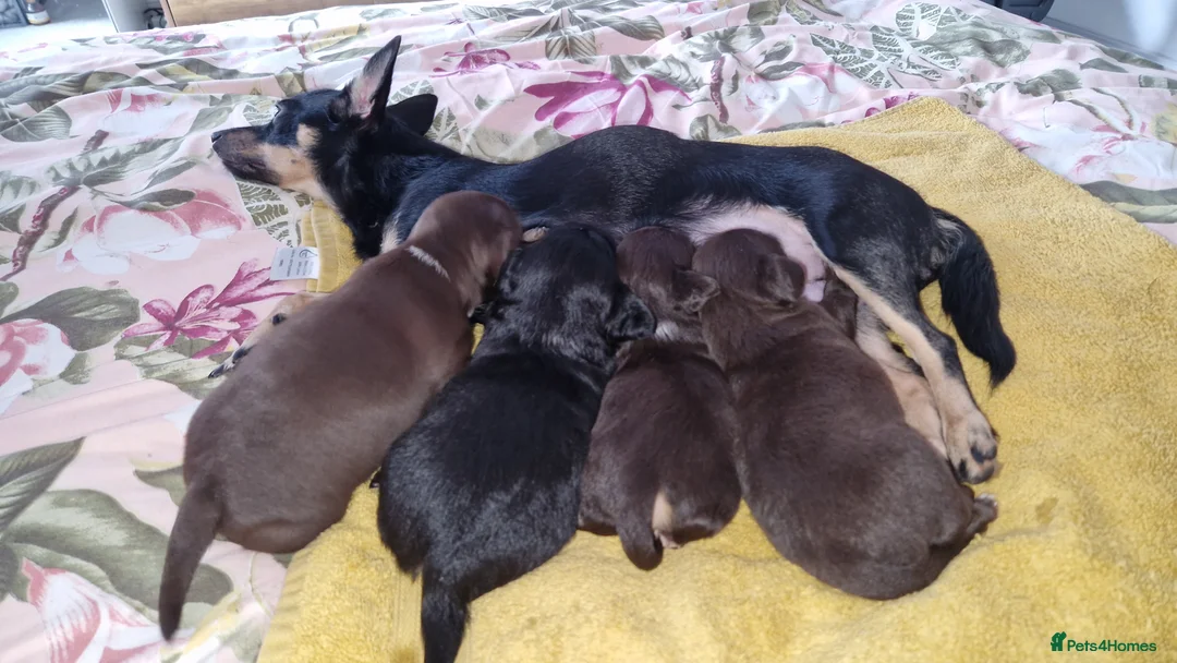 Mixed Breed dogs for sale: Female jackchi puppy waiting for forever home - Advert 2