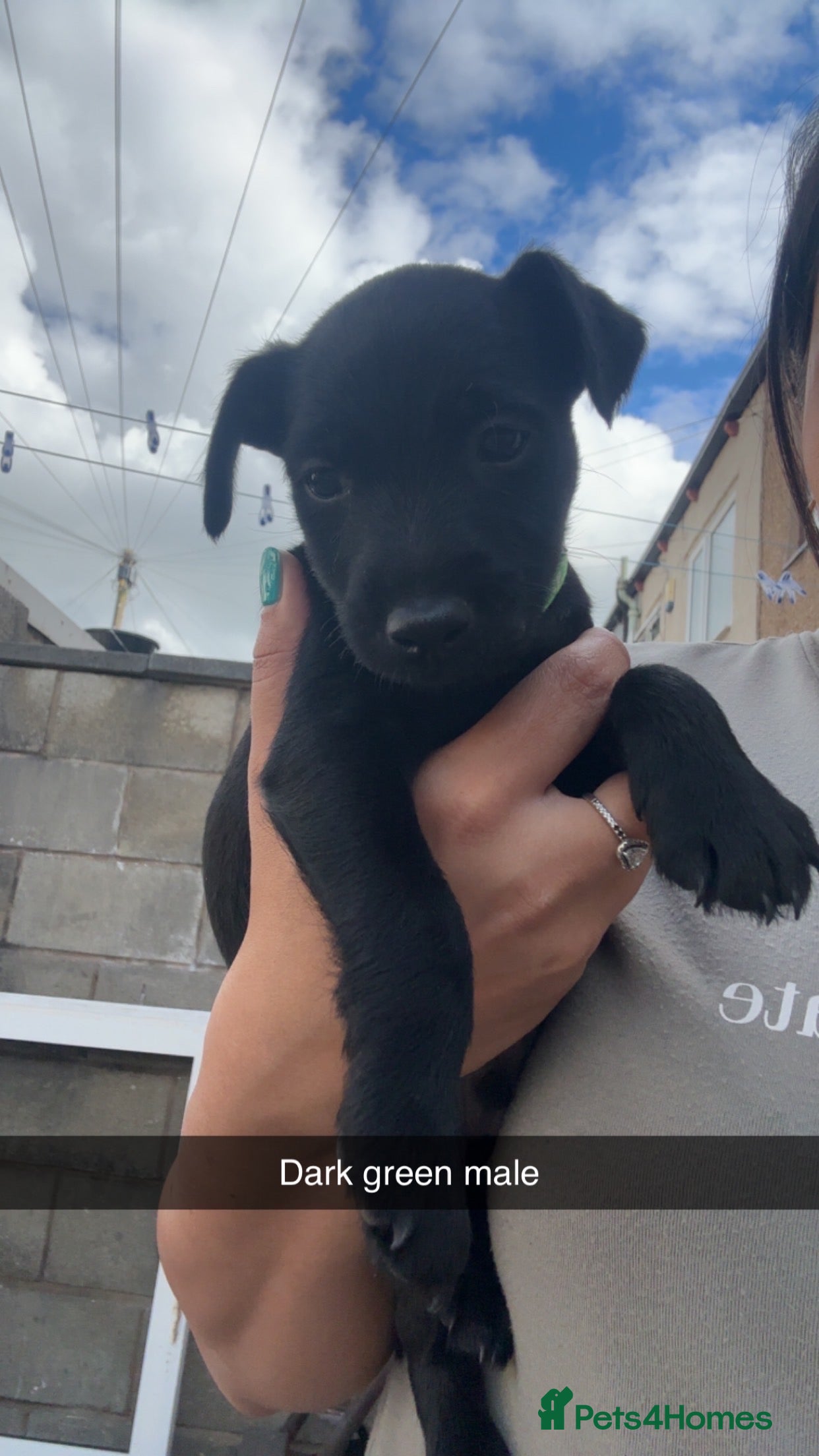 Patterdale Terrier dogs PURE Patterdale Terrier  - Advert 2
