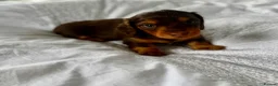 Miniature Dachshund dogs for sale: Outstanding litter of miniature sausage dogs  - Advert 20