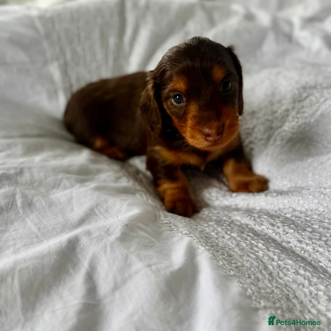 Miniature Dachshund dogs for sale: Outstanding litter of miniature sausage dogs  - Advert 20