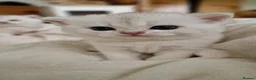 British Shorthair cats for sale: 😸Chubby BritishShorthair🐾 Kittens🐾 - Advert 7