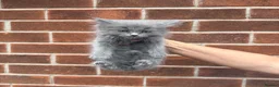 Ragdoll cats for sale: Ragdoll Kittens  - Advert 14