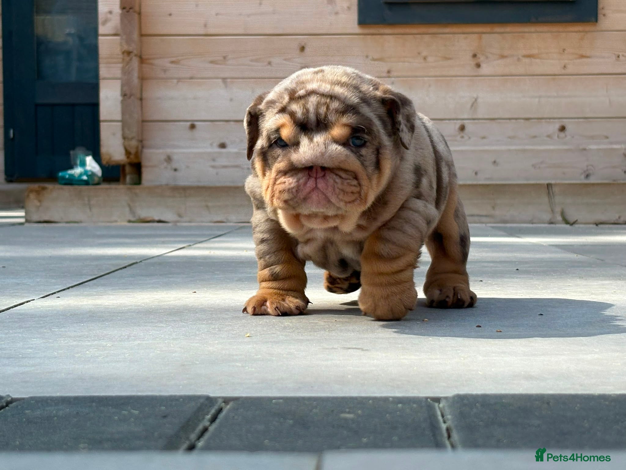 English Bulldog dogs Outstanding Litter of English Bulldogs - Advert 1