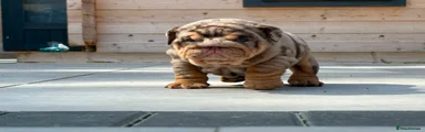 English Bulldog 2