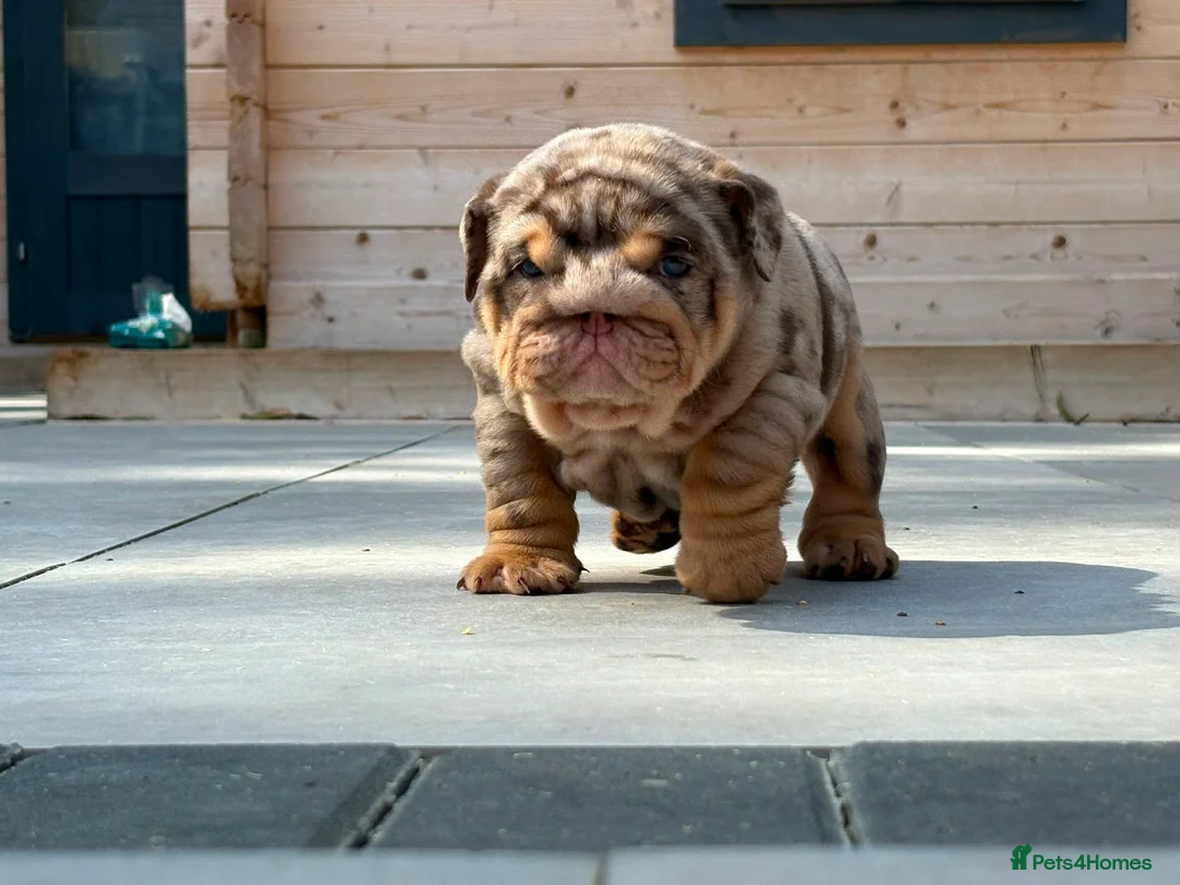 English Bulldog dogs for sale: Outstanding Litter of English Bulldogs - Advert 1