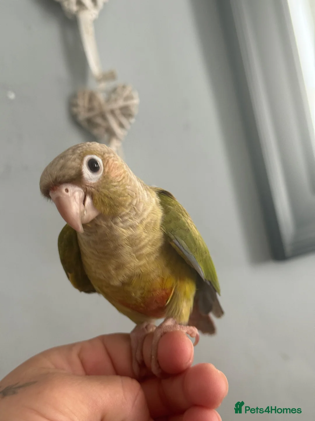 Conures birds for sale: Hand reared conures  - Advert 6