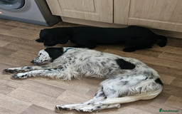 English Setter dogs for adoption: Mike  in Holywell - Image 14