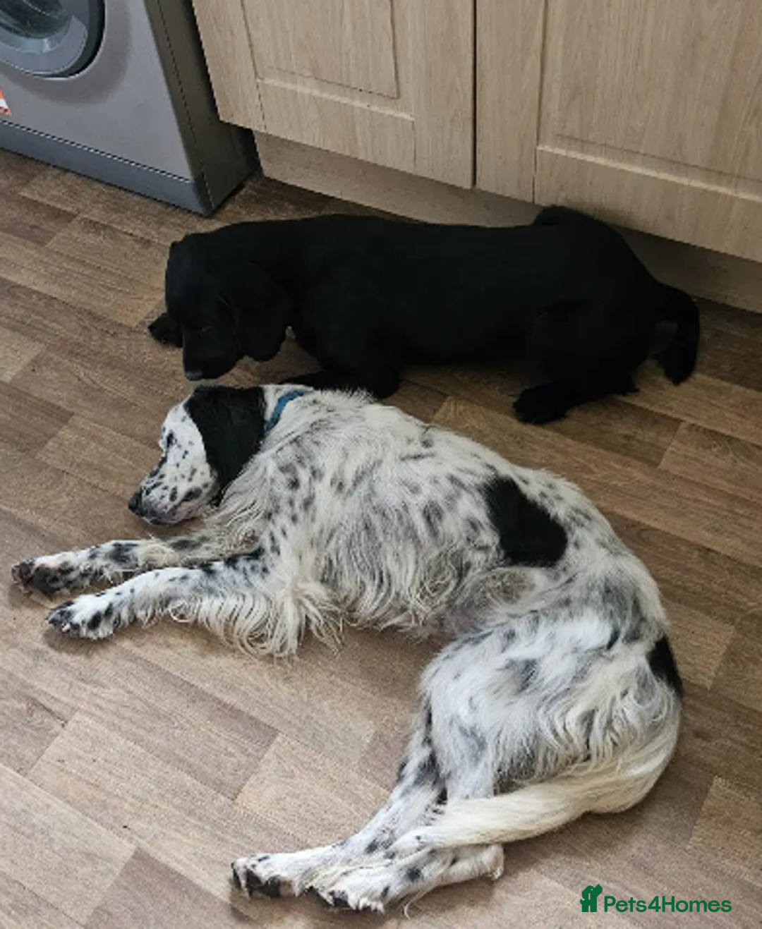 English Setter dogs for adoption: Mike  in Holywell - Image 14