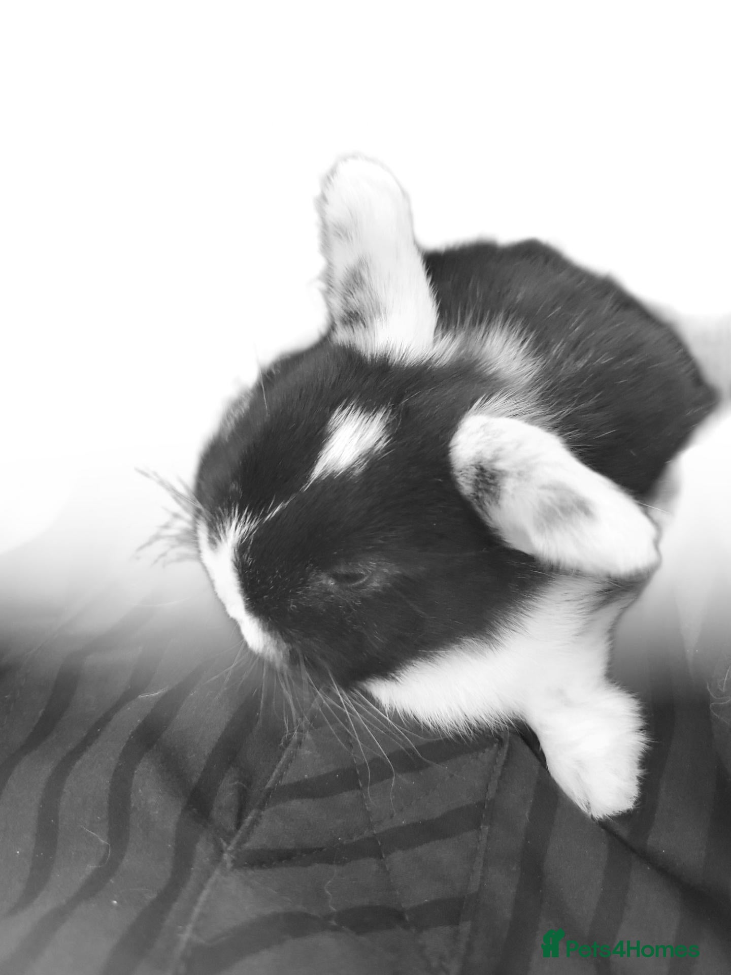 Mini Lop rabbits Mini Lop Bunny ready to reserve  - Advert 2