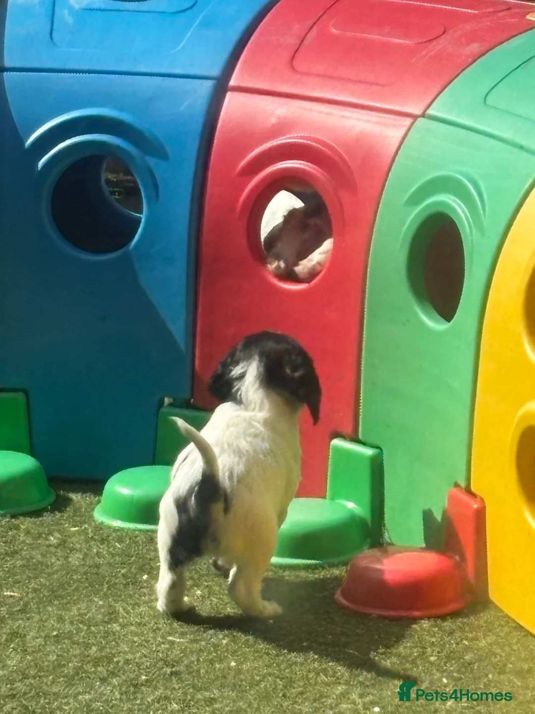 English Springer Spaniel dogs for sale: KC REG CHUNKY CUTIE 🥰 BOYS  - Advert 1
